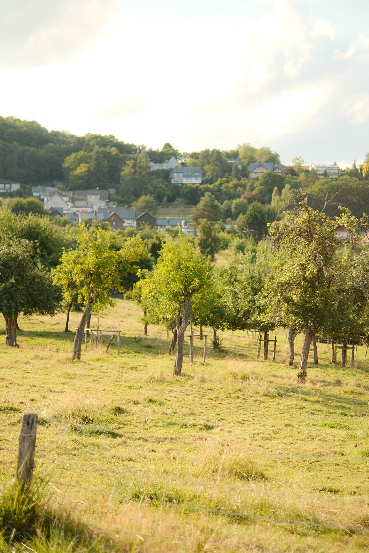 Meadow with fruit trees above a small village